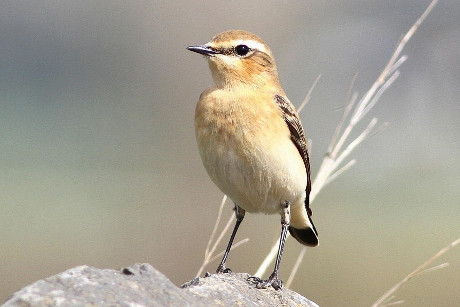 Kuyrukkakan