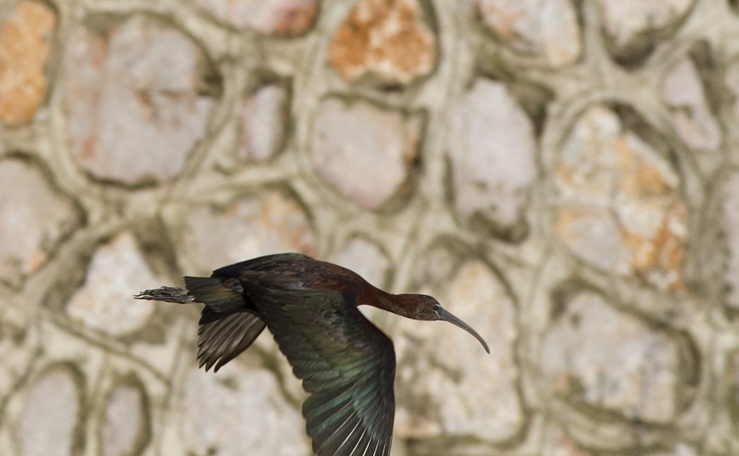 Glossy Ibis