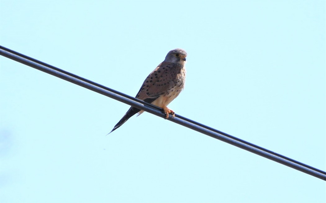 Common Kestrel