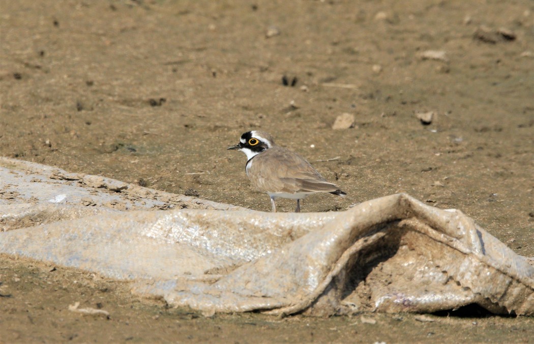 Little Ringed Plover