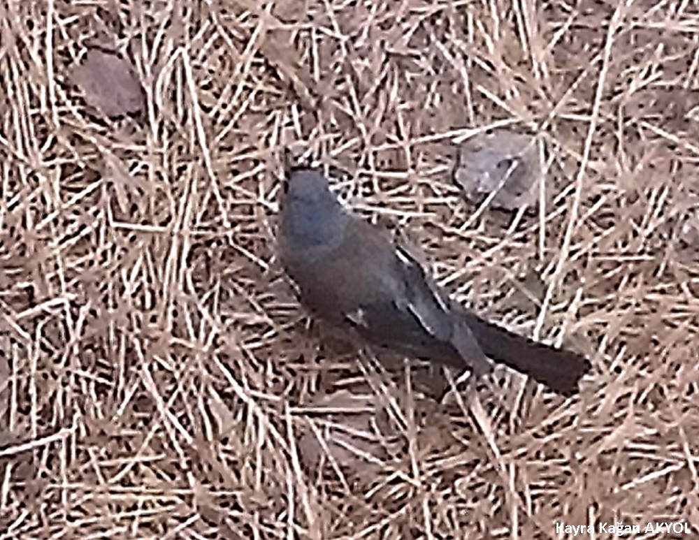 Common Chaffinch