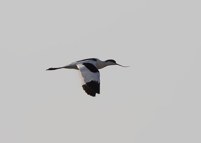 Pied Avocet