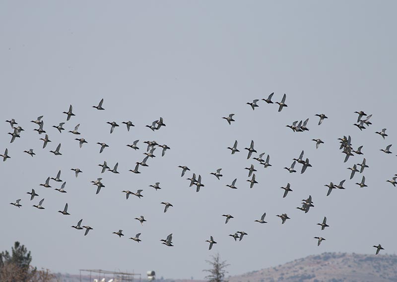 Common Pochard
