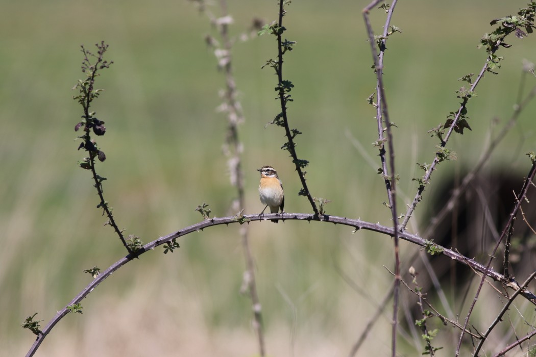 Whinchat