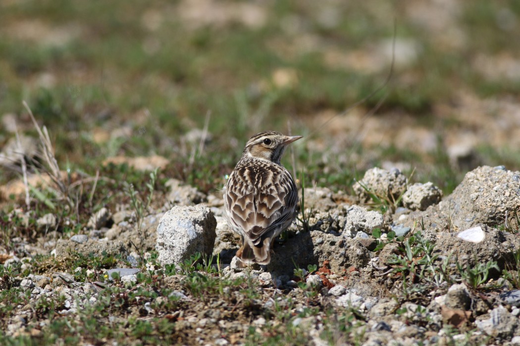 Woodlark