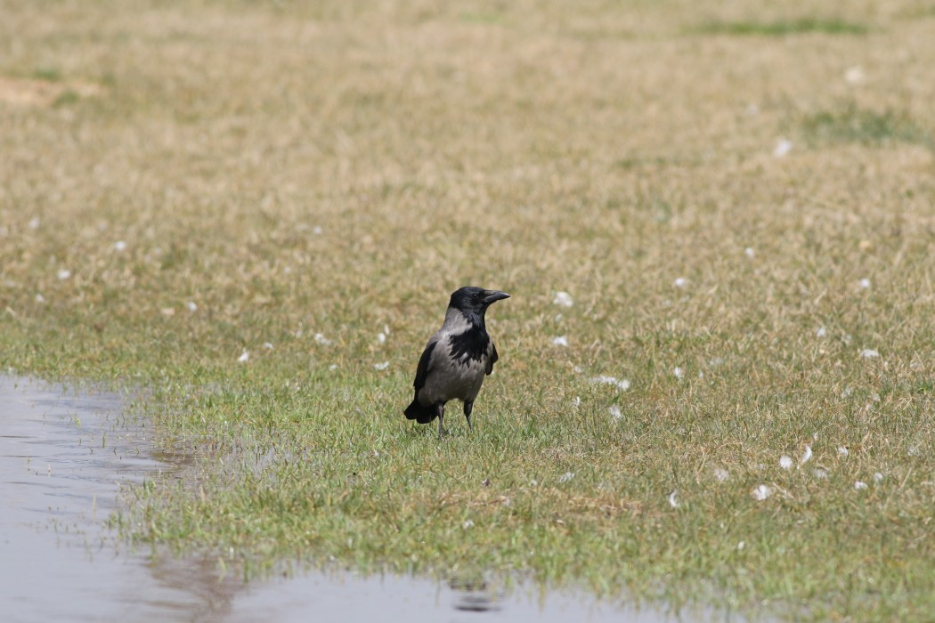Hooded Crow