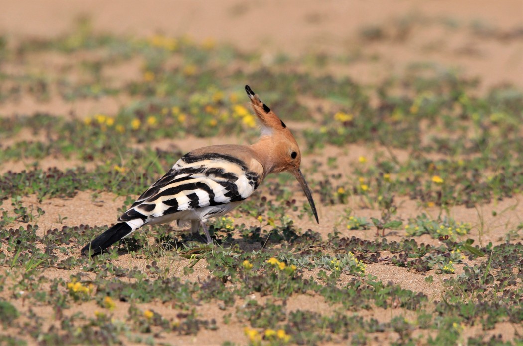 Eurasian Hoopoe