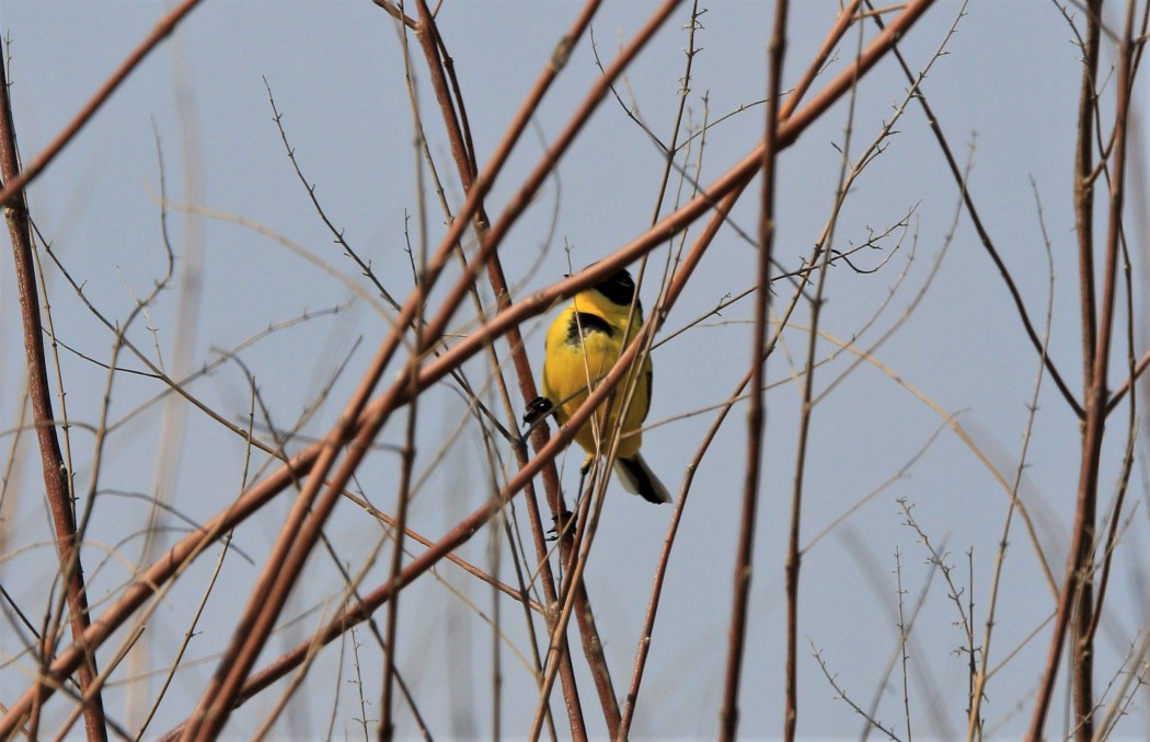 Western Yellow Wagtail
