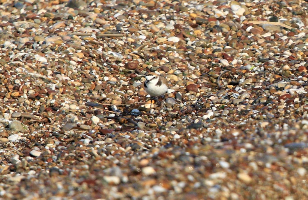 Kentish Plover