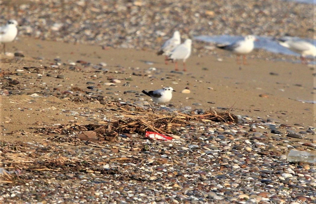 Little Gull