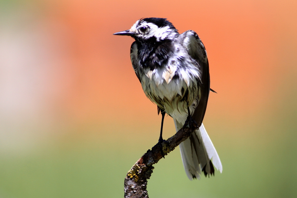 White Wagtail