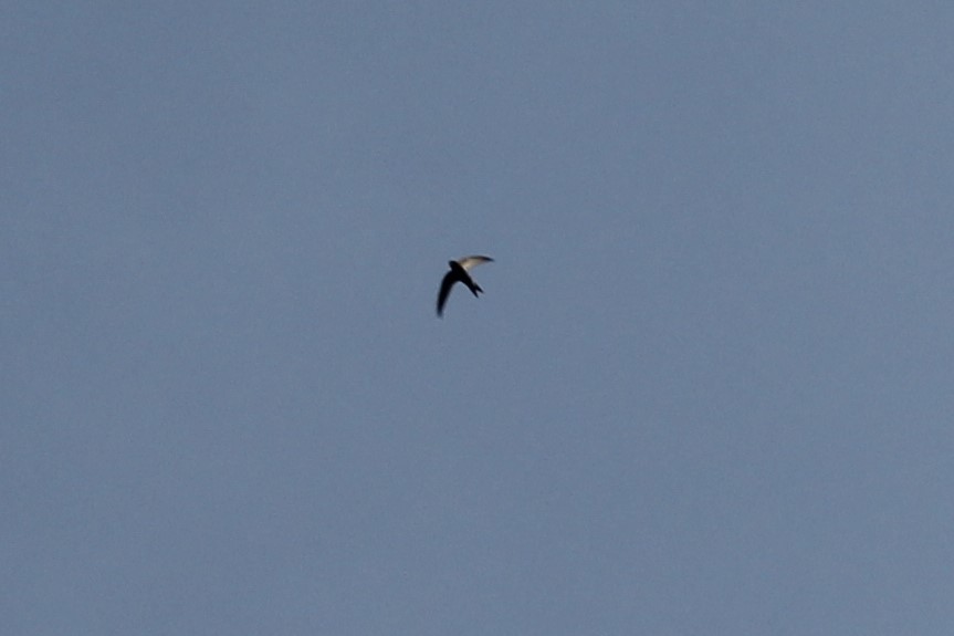 Common Swift