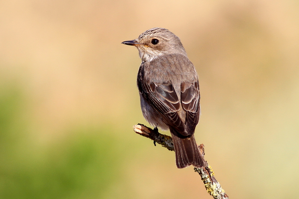 Spotted Flycatcher