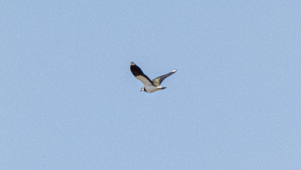 Northern Lapwing