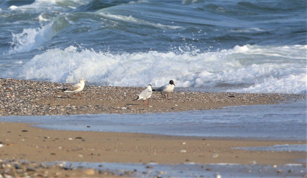 Black-headed Gull