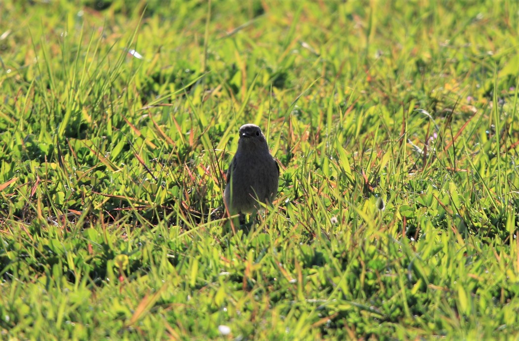 Black Redstart