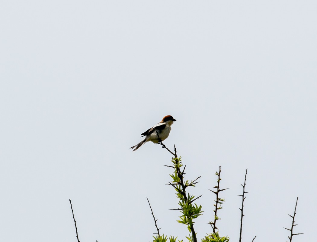 Woodchat Shrike
