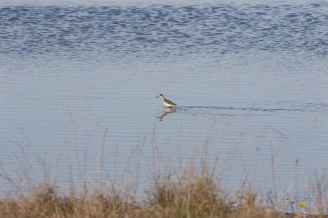 Common Redshank