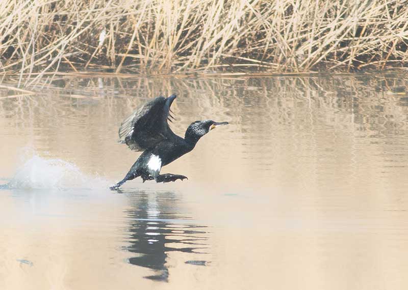 Great Cormorant