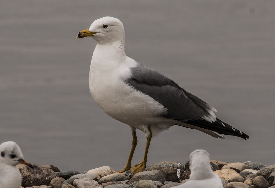 Armenian Gull