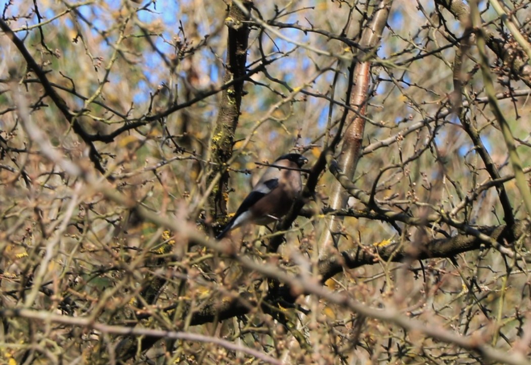 Eurasian Bullfinch
