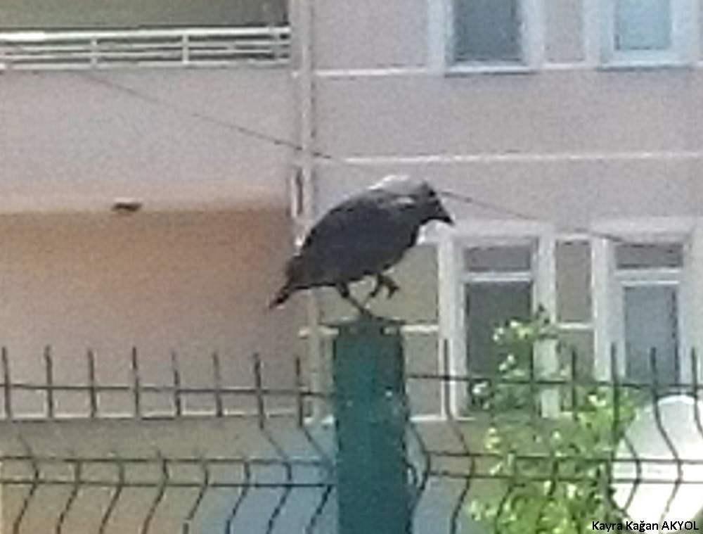 Western Jackdaw