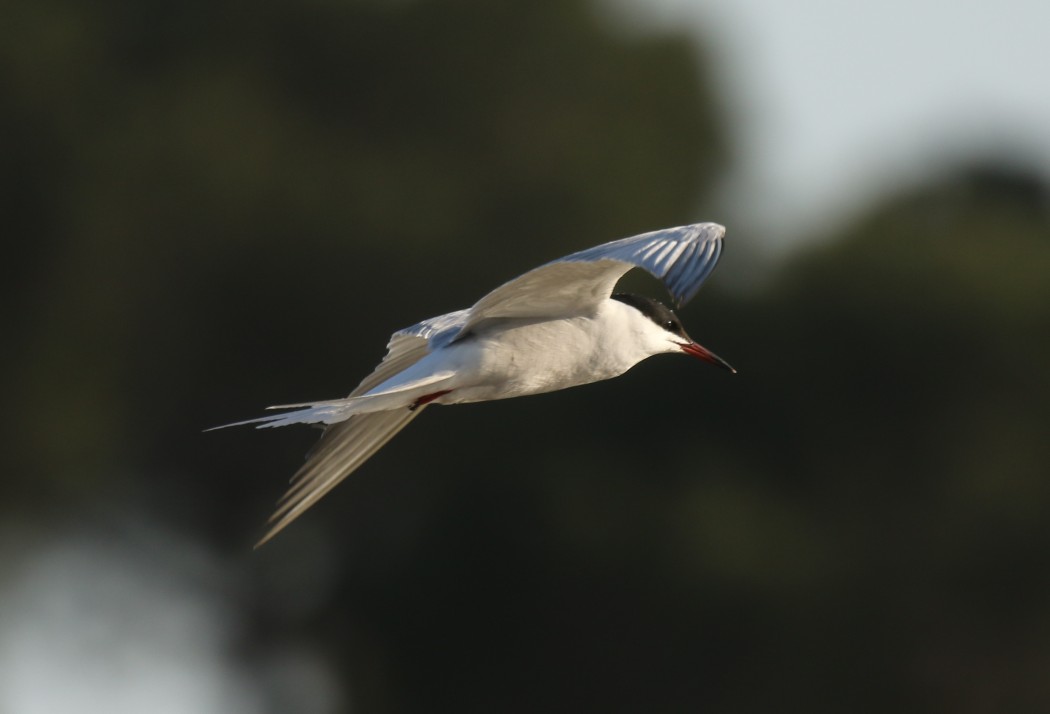 Common Tern