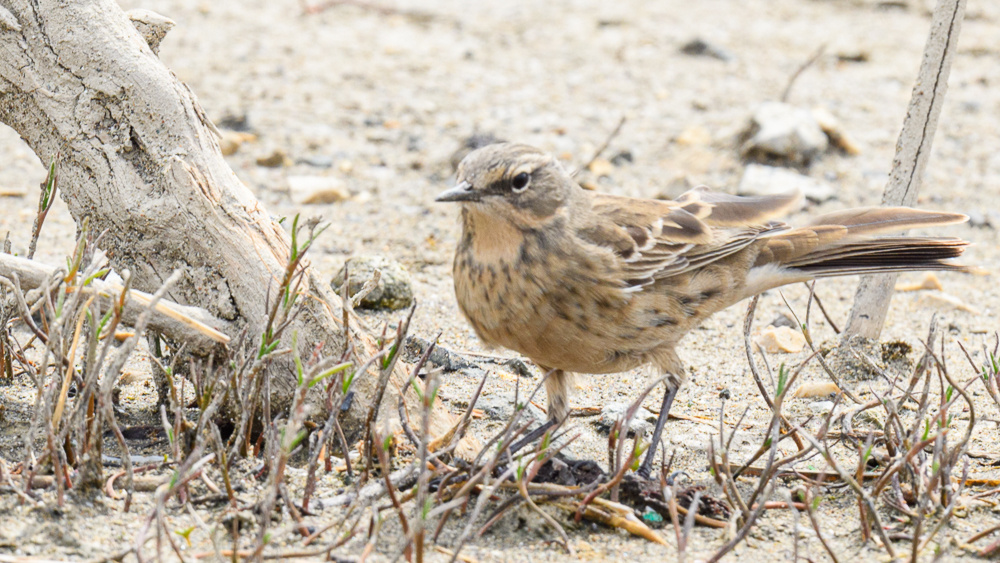 Water Pipit