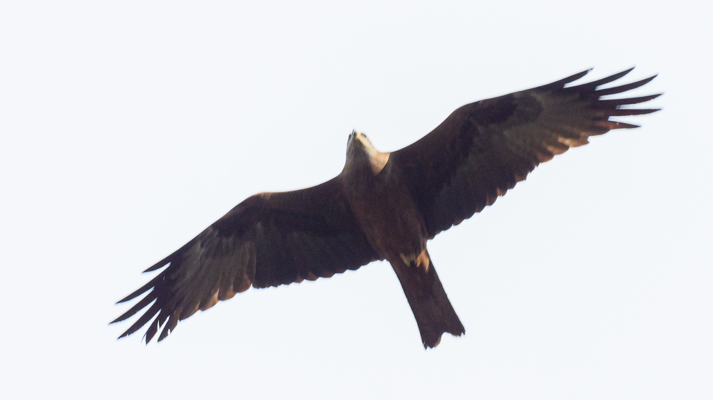 Black Kite