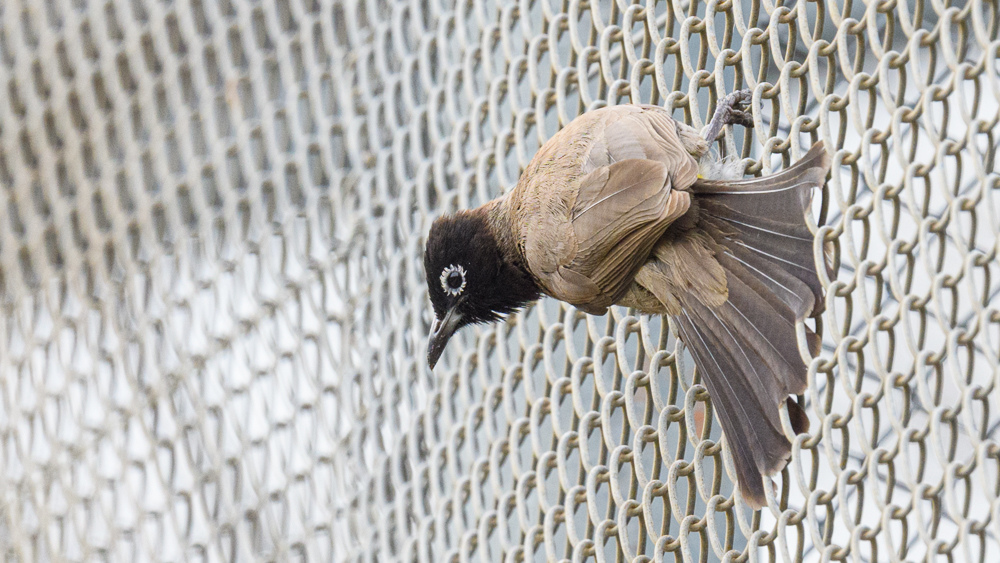 White-spectacled Bulbul