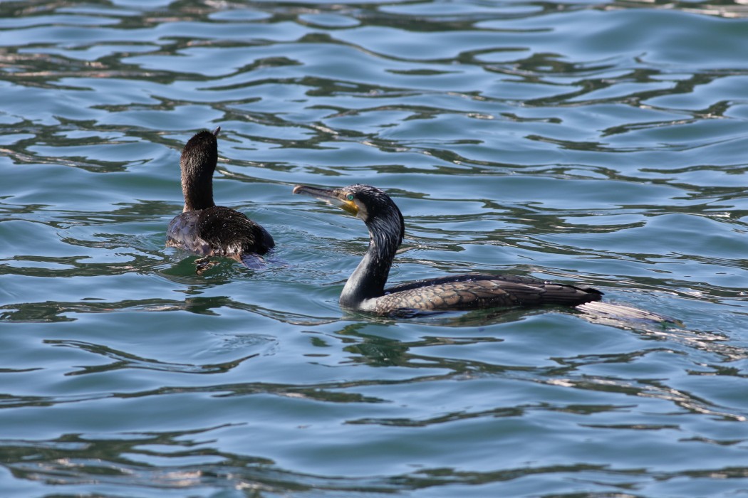 Great Cormorant