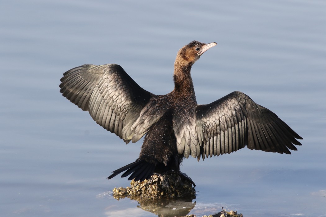 Pygmy Cormorant