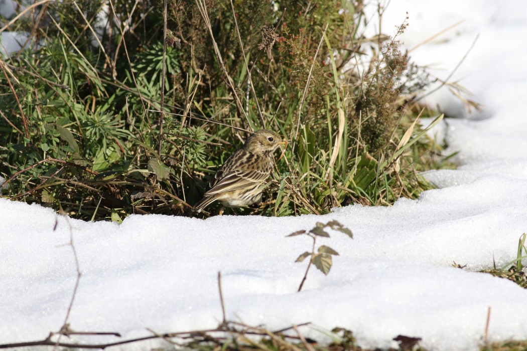 Meadow Pipit