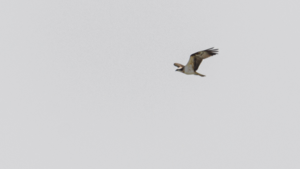 Osprey