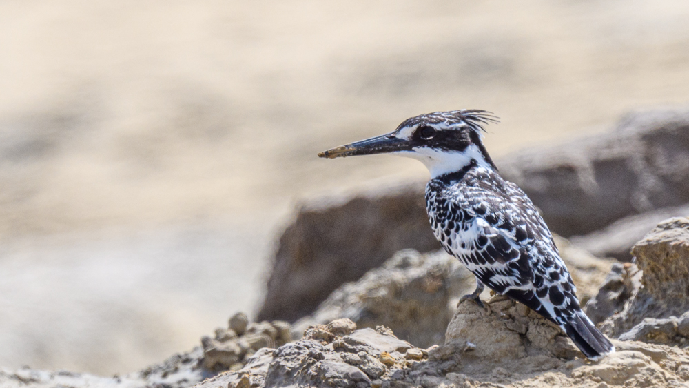 Pied Kingfisher