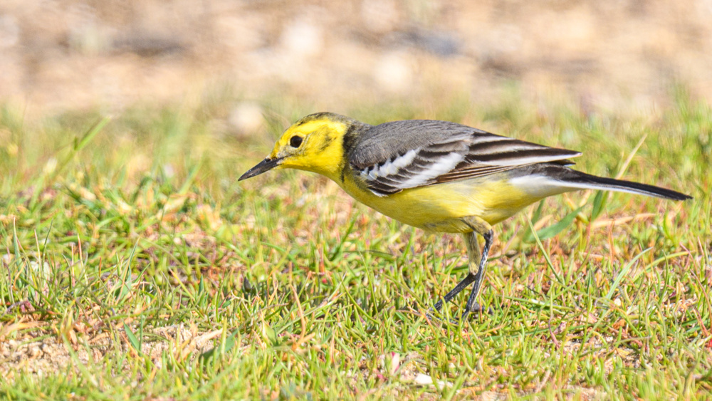 Citrine Wagtail