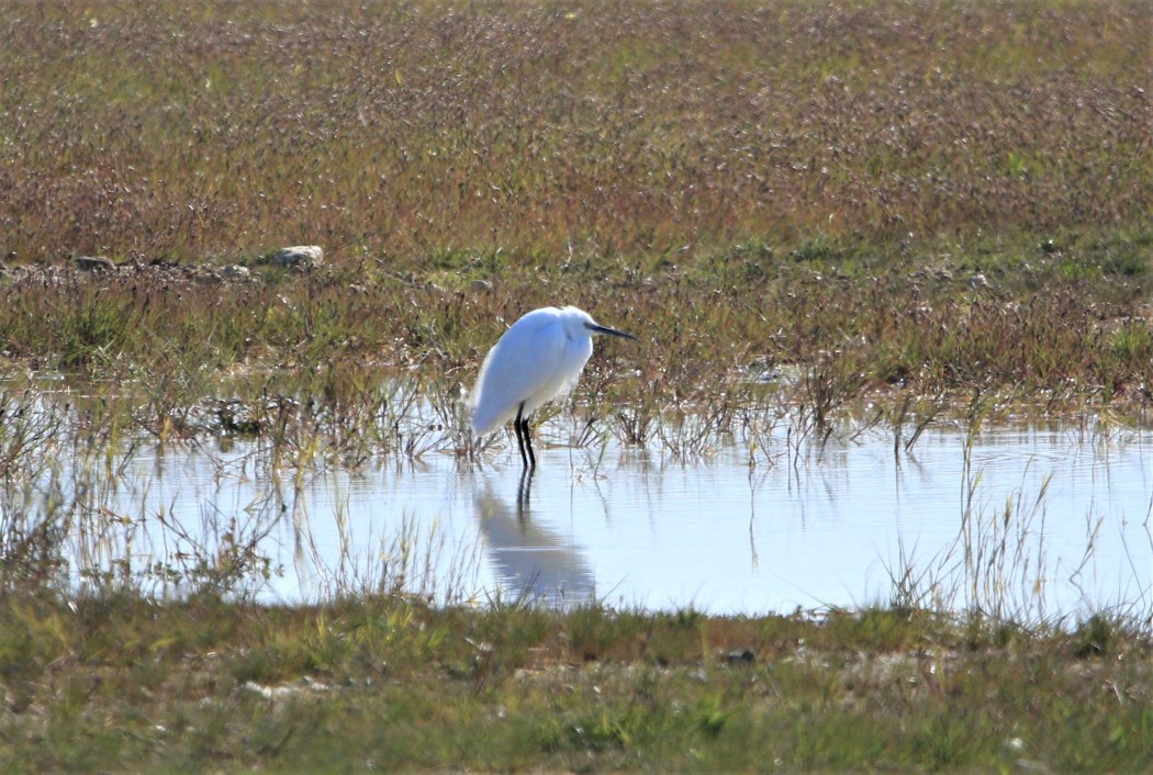 Little Egret