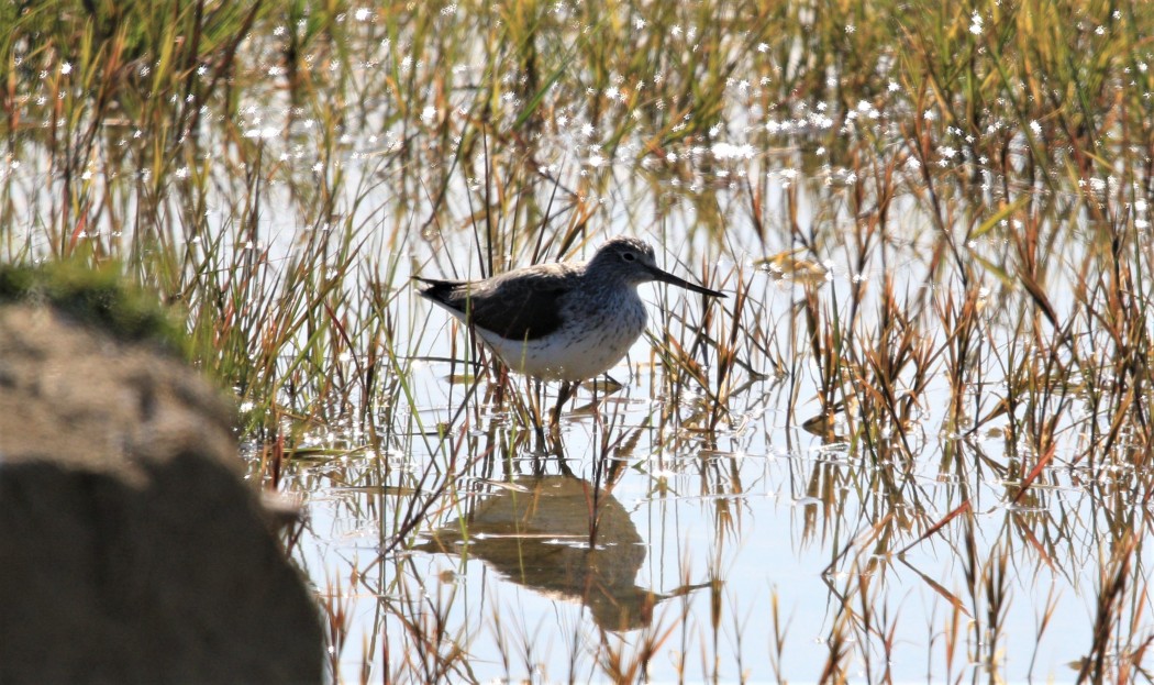 Common Greenshank