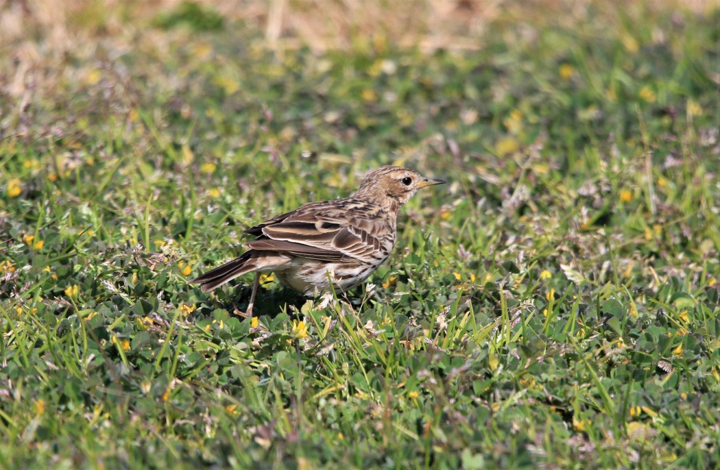 Red-throated Pipit
