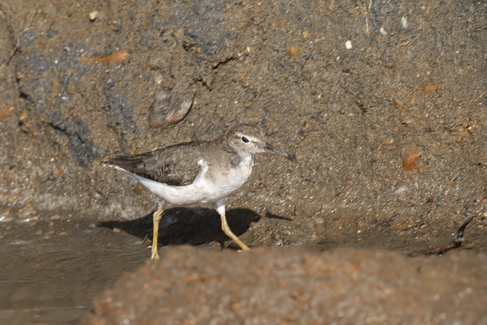 Spotted Sandpiper
