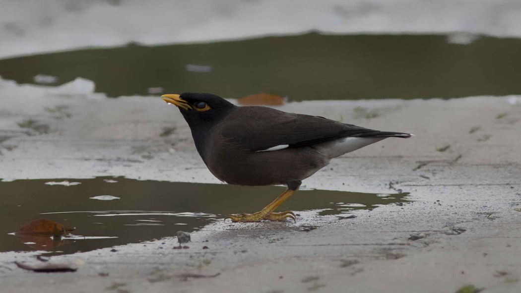Common Myna