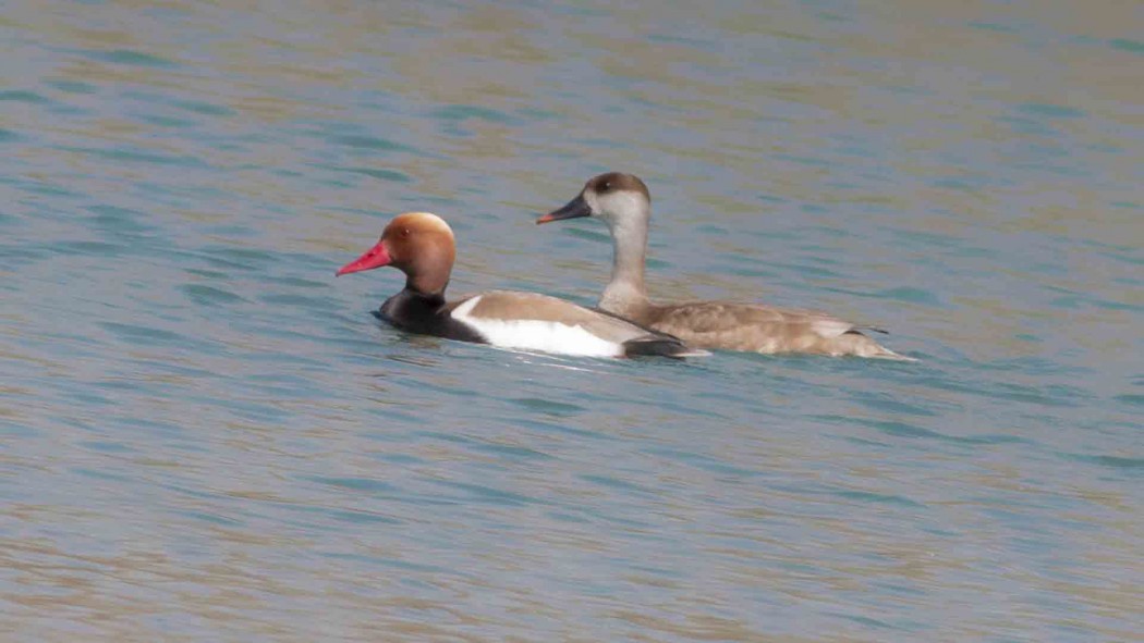 Red-crested Pochard