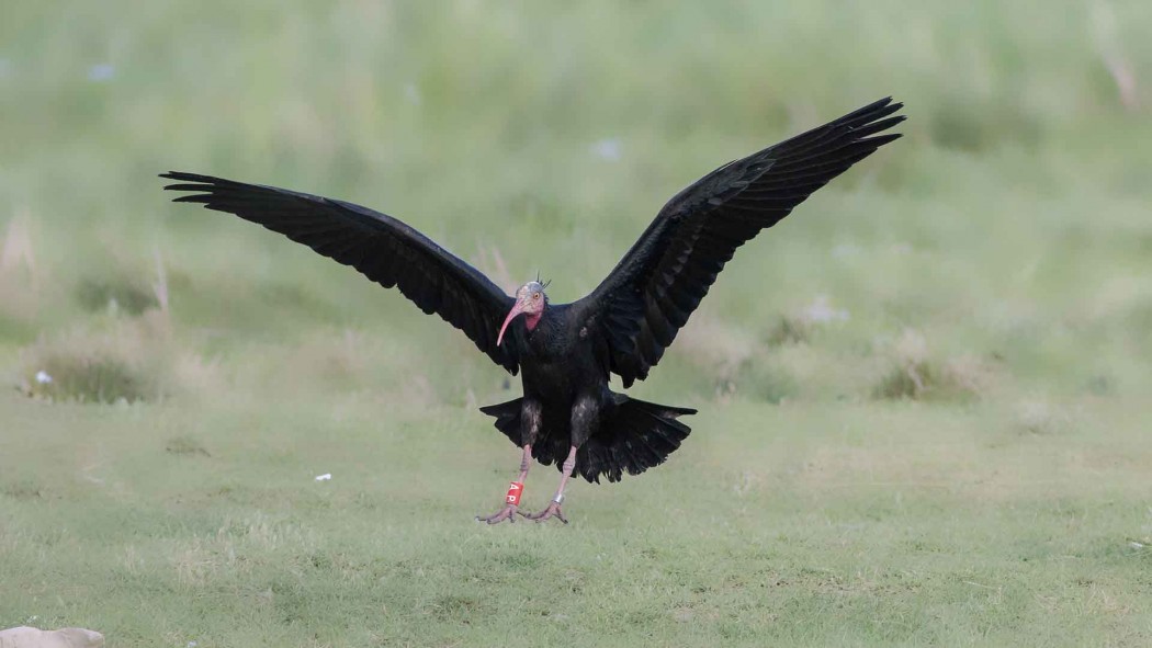 Northern Bald Ibis