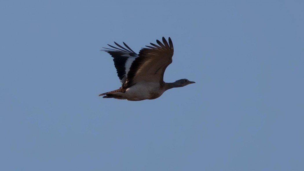 Great Bustard