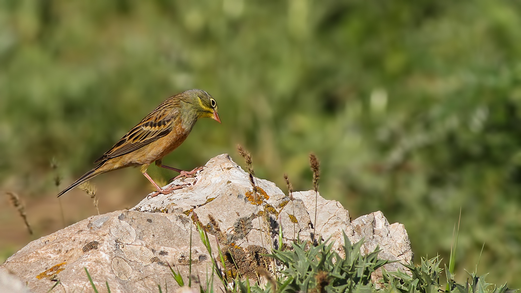 Ortolan Bunting