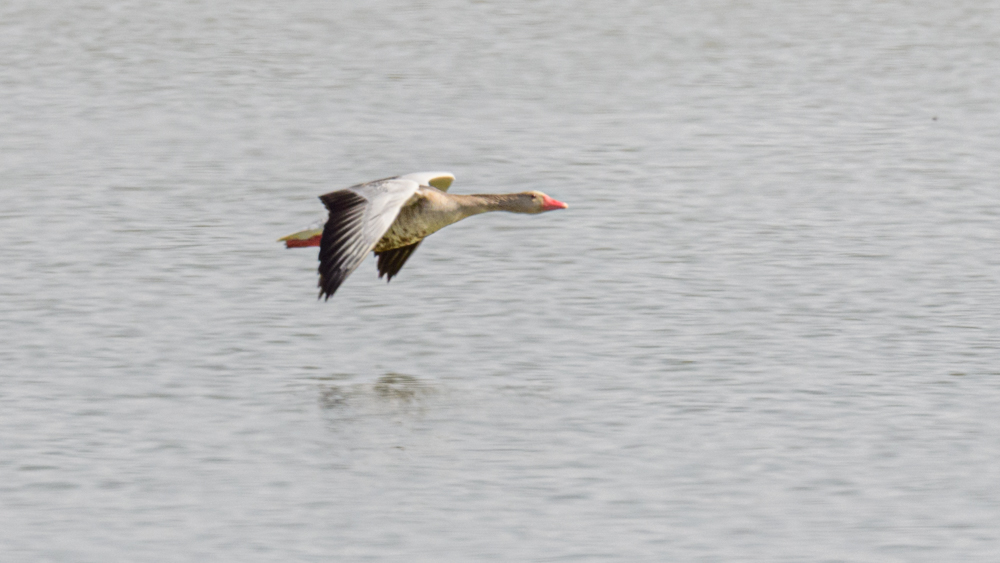 Boz Kaz