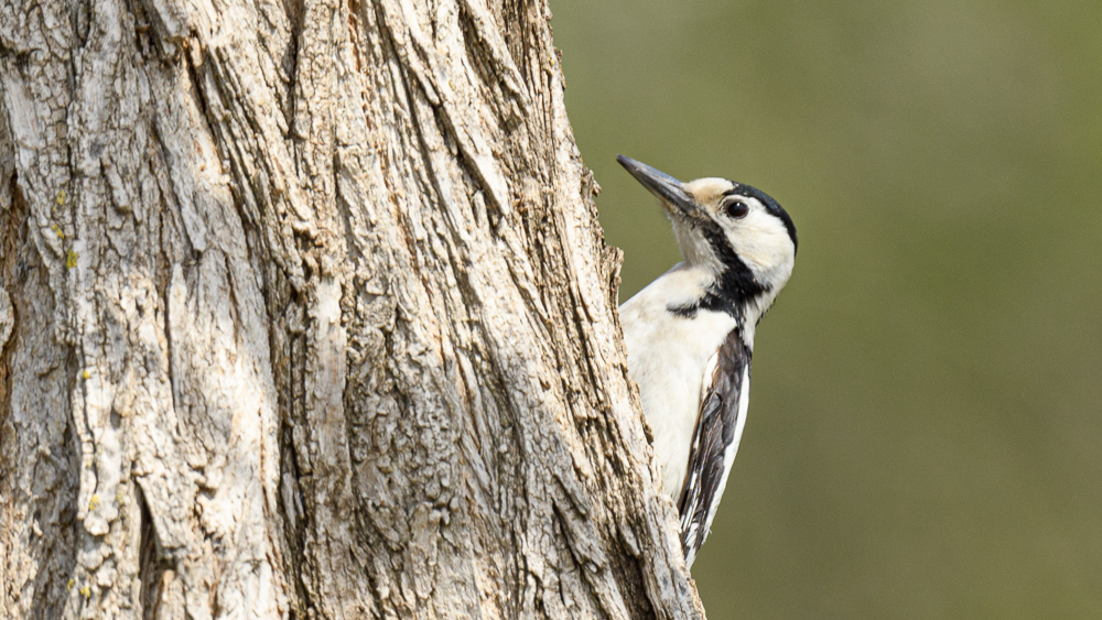 Alaca Ağaçkakan