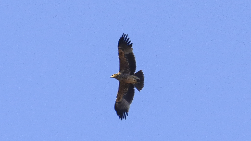 Şah Kartal