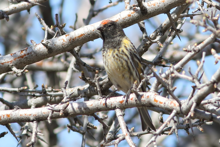 Red-fronted Serin