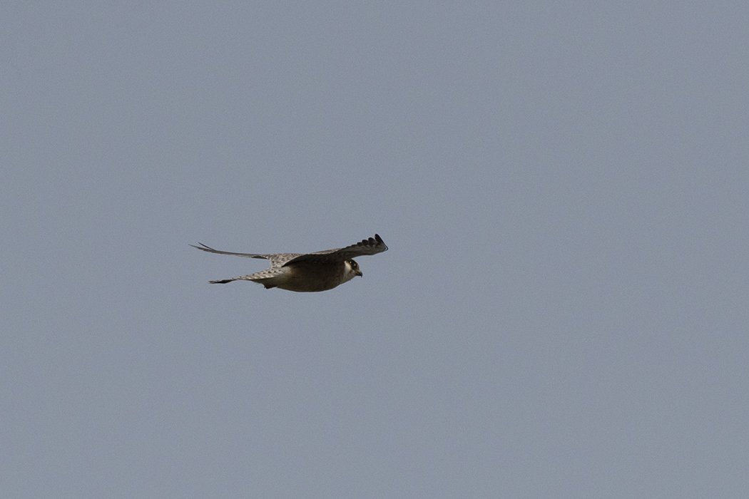Ala Doğan